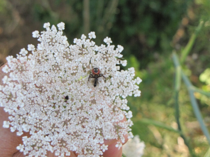 Synaema globosum